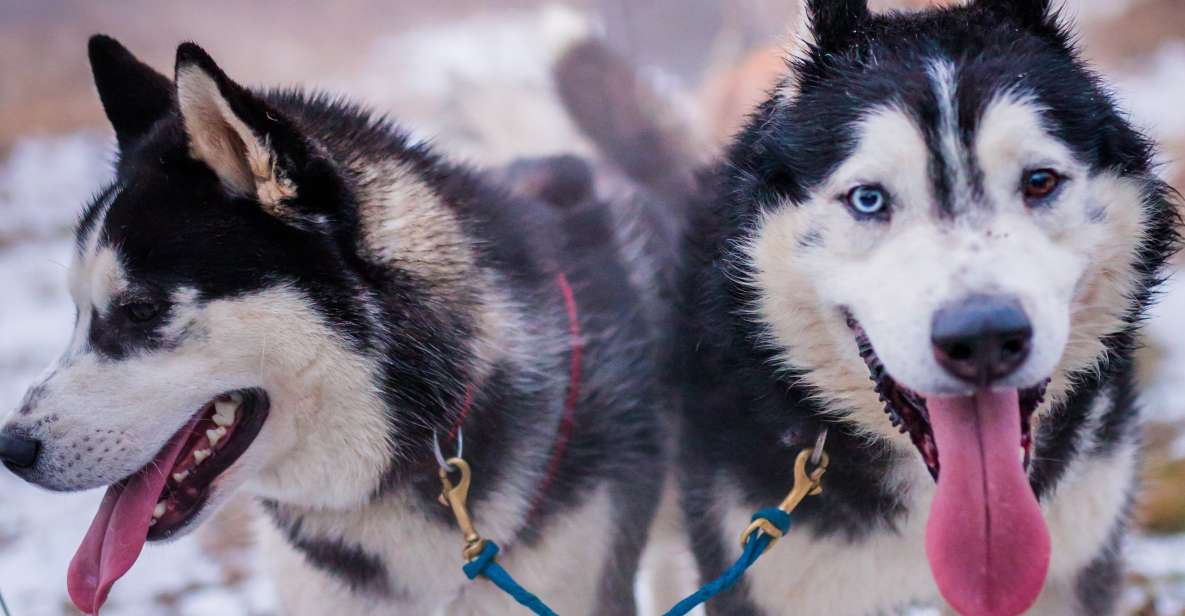 From Krakow: Dogsled Ride in Tatra Mountain - The husky reserve: meeting your sled team before you ride
