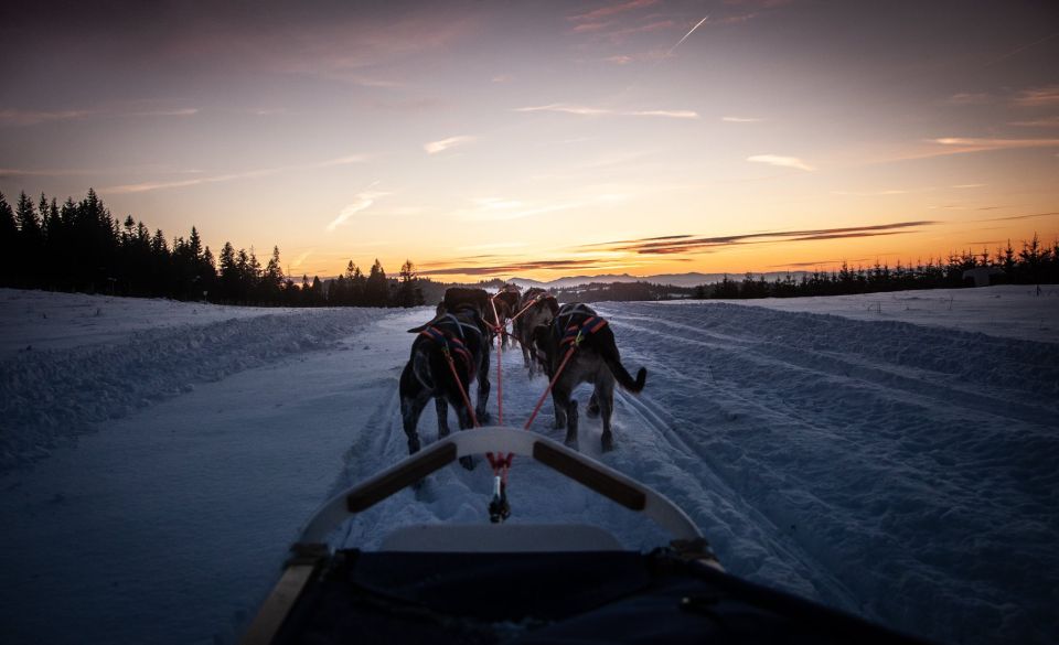 From Krakow: Dogsled Ride in Tatra Mountain - Chocholowska Valley winter scenery and the drive back