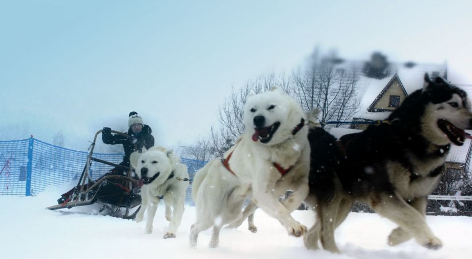 From Krakow: Dogsled Ride in Tatra Mountain - Price and value: what you’re really paying for