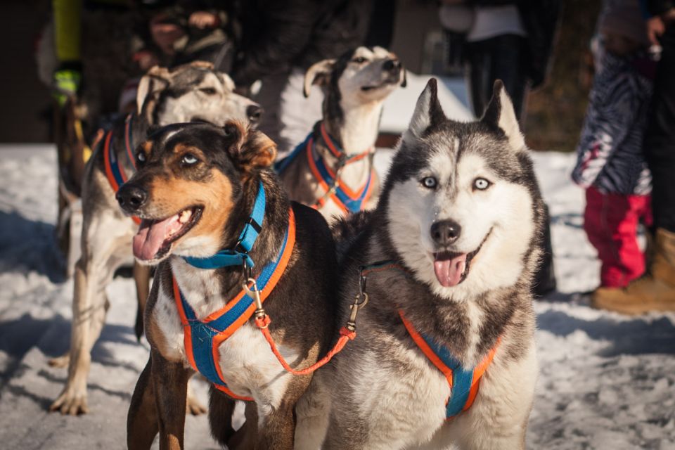From Krakow: Dogsled Ride in Tatra Mountain - Should you book this dogsled ride from Kraków?