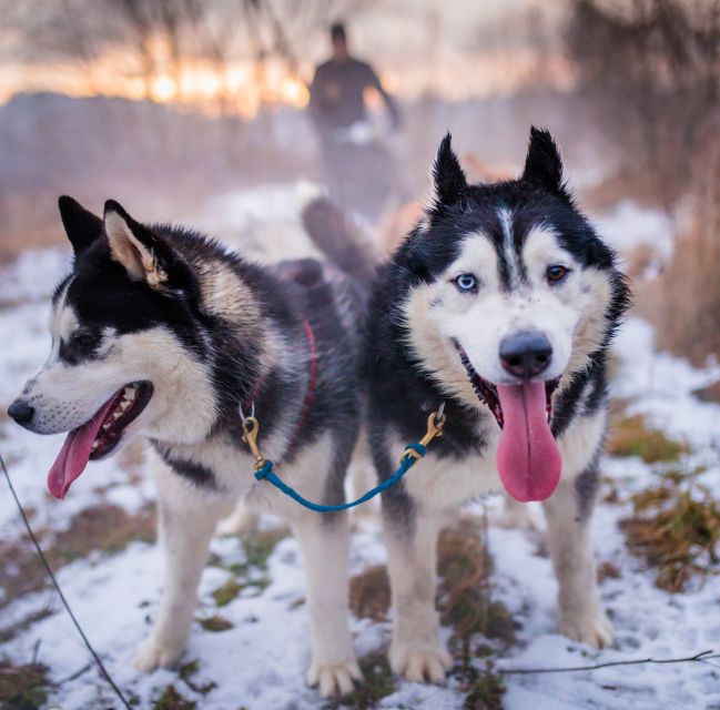 From Krakow: Dogsled Ride in Tatra Mountain - The mushing briefing: harnesses, gear, and what the instructor expects
