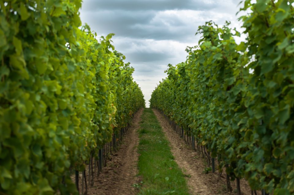 From Krakow: Wine Tasting at Vineyard - Traditional snack: a useful add-on if you want to stay longer
