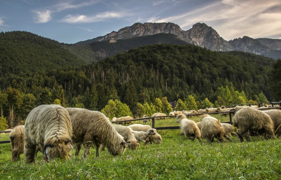 From Krakow: Zakopane & Hot Thermal Springs Private Tour - Key things I’d plan around