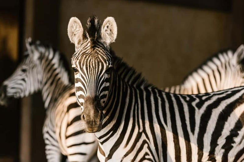 From Krakow: Zoo Trip with Private Luxury Transfer - Key things to know before you go