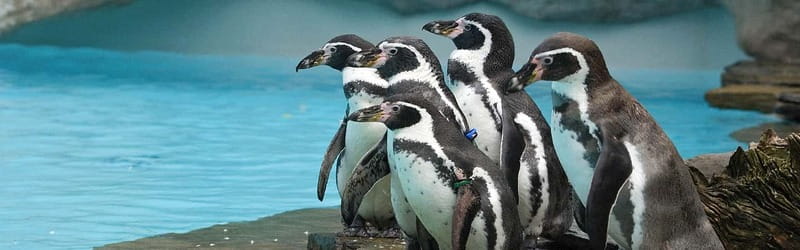 From Krakow: Zoo Trip with Private Luxury Transfer - Private transfer to Kraków Zoo: what the ride really does for you