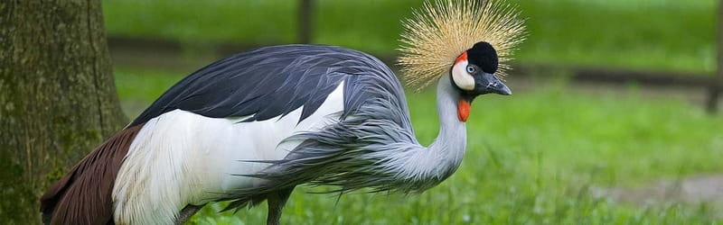 From Krakow: Zoo Trip with Private Luxury Transfer - Wolski Forest surroundings: a zoo visit with fresh-air context