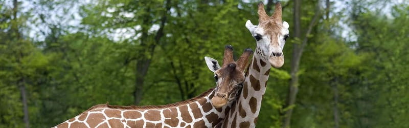 From Krakow: Zoo Trip with Private Luxury Transfer - What stop-by-stop feels like, without the fuss