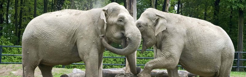 From Krakow: Zoo Trip with Private Luxury Transfer - Who this zoo transfer suits best (and who might not love it)