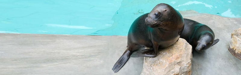From Krakow: Zoo Trip with Private Luxury Transfer - FAQ