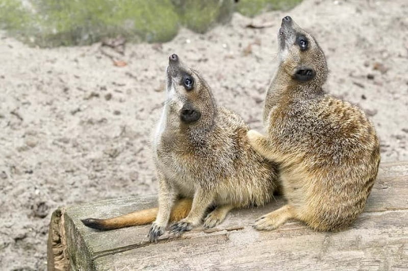 From Krakow: Zoo Trip with Private Luxury Transfer - Entering the zoo: guided start plus time to roam