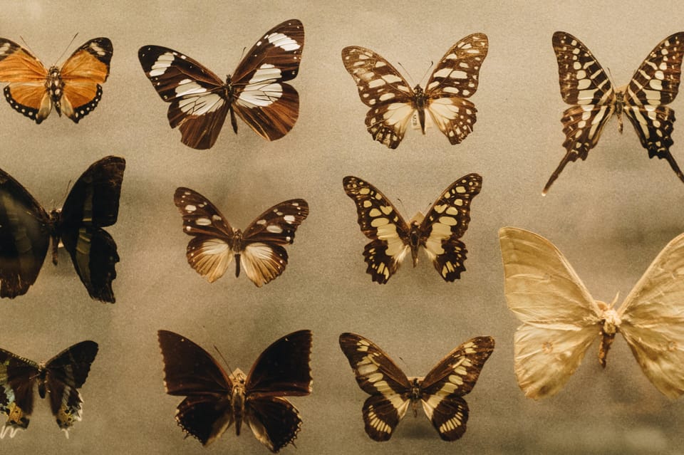 Krakow: 4 Mazes and Living Butterfly Museum Entry Ticket - Price and Value: Is $16 Worth It in Krakow?