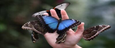 Krakow: Museum of Living Butterflies 2+1 - What you’ll see: the butterfly collections and the learning stations
