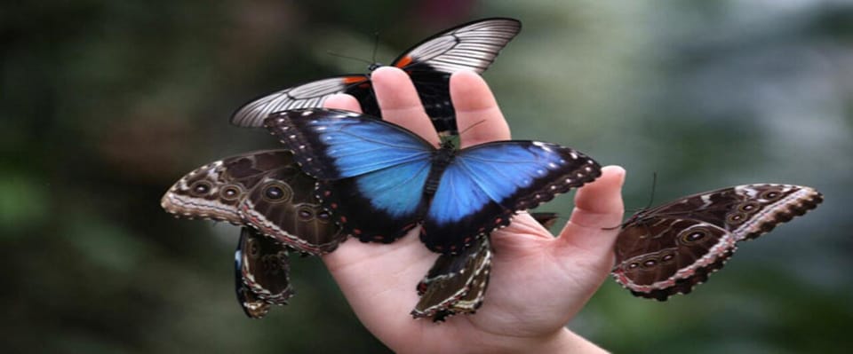Krakow: Museum of Living Butterflies 2+1 - What you’ll see: the butterfly collections and the learning stations