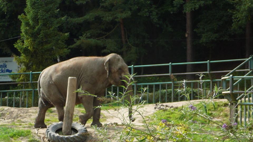 Krakow: Zoo Tour with Private Transport and Tickets - Key highlights you’ll feel right away