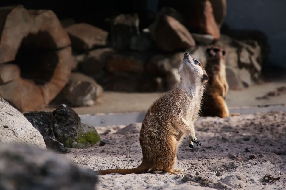 Krakow: Zoo Tour with Private Transport and Tickets - A quick sense of place: Krakow Zoo’s Wawel Hill origin