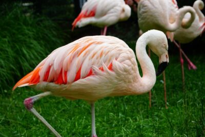 Krakow: Zoo Tour with Private Transport and Tickets - The 3-hour zoo rhythm: a good taste test, not a marathon