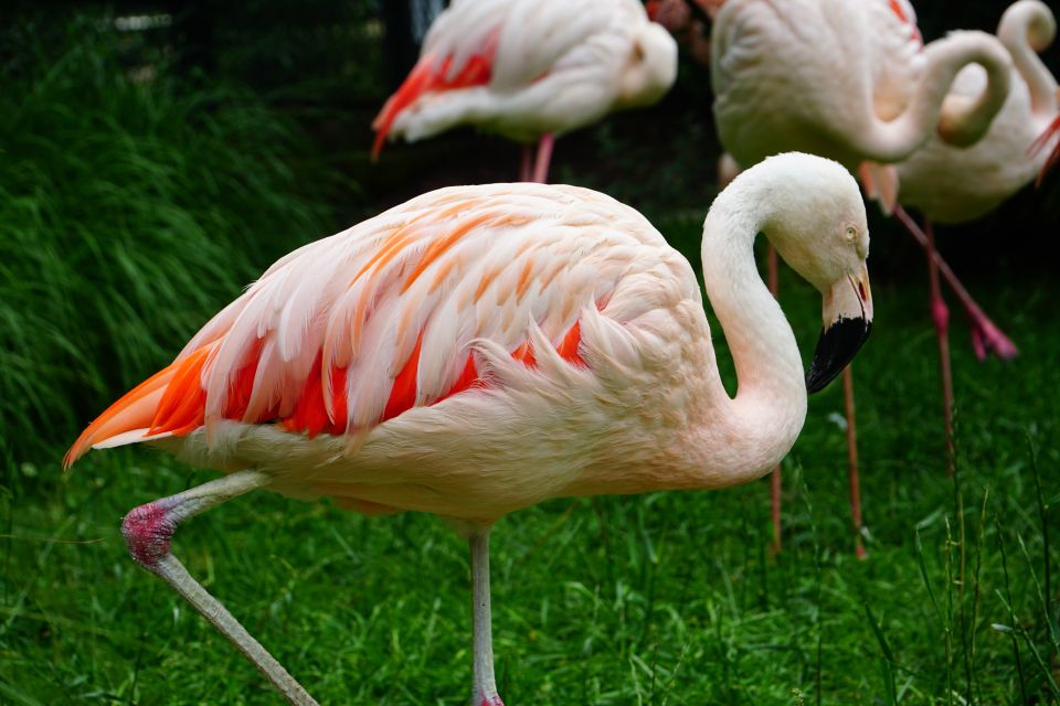 Krakow: Zoo Tour with Private Transport and Tickets - The 3-hour zoo rhythm: a good taste test, not a marathon