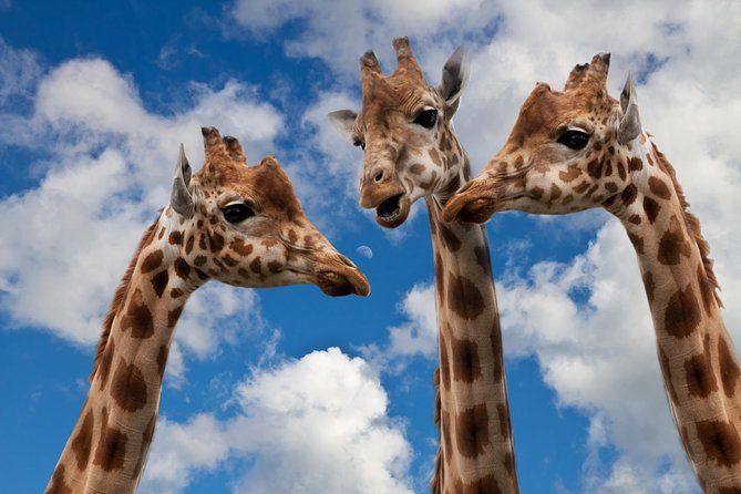 Krakow: Zoo with Hotel Transfer - Key Points at a Glance