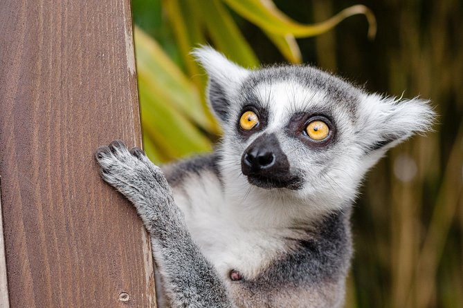 Krakow: Zoo with Hotel Transfer - Why This Zoo Day Works So Well (Even If You’re Short on Time)