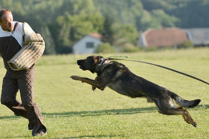 stag dog chase Krakow prank - Key Things That Make This Krakow Dog Chase Different