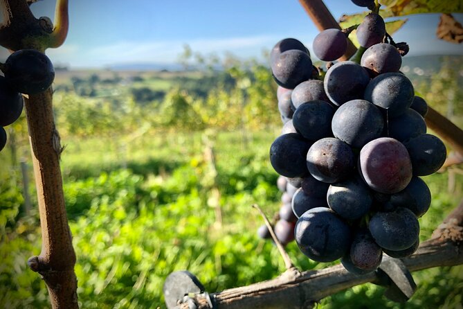 Wieliczka Vineyard: Wine tasting with local snacks - A small-group vineyard tasting near Krakow that feels personal