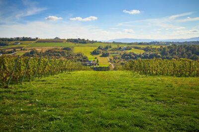 Wieliczka Vineyard: Wine tasting with local snacks - The 90-minute flow: walk the vines, then taste four wines