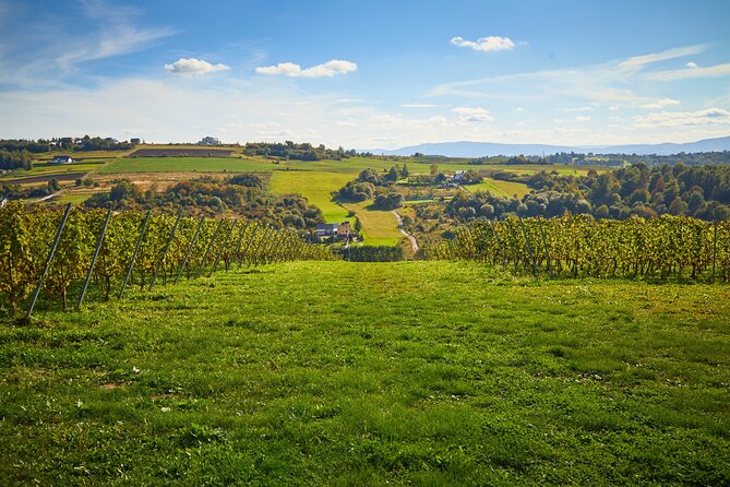 Wieliczka Vineyard: Wine tasting with local snacks - The 90-minute flow: walk the vines, then taste four wines