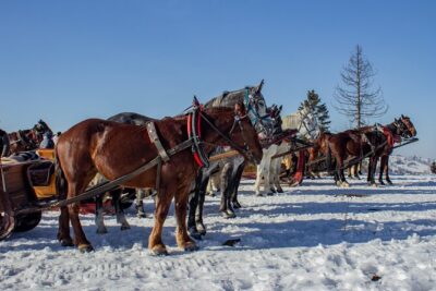 Zakopane Horse-Drawn Rides with Local Guide and Food Tasting - Stop in Chocholow: The Ride That Changes With the Season