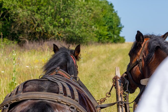 Zakopane Horse-Drawn Rides with Local Guide and Food Tasting - The 60-Minute Track: What to Expect on the Ride